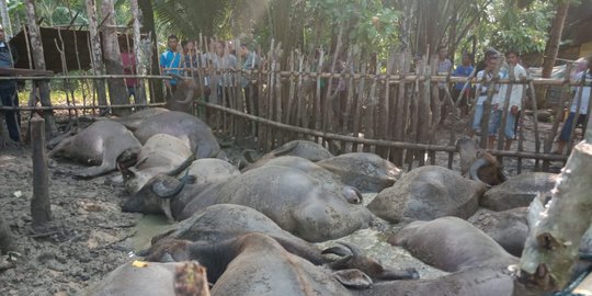 Penggembala Bersama 19 Ekor Kerbau Tewas Disambar Petir di Tapteng