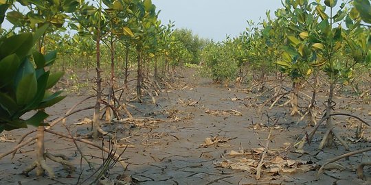 Mantan Menteri BUMN Dukung Pertamina Lestarikan Lingkungan Tanam 900.000 Mangrove