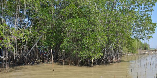 232.000 Pohon Bakau di Karawang Tercemar Limbah Minyak Pertamina