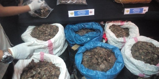 Penjual Dan Pembeli Sisik Trenggiling Ditangkap Di Banda Aceh