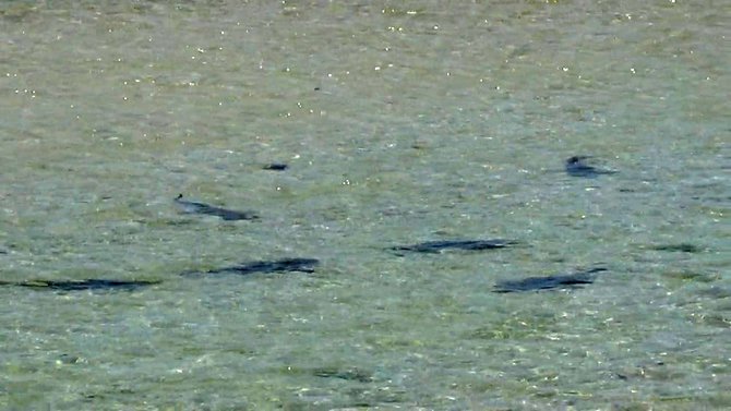 kawanan hiu muncul di perairan bali