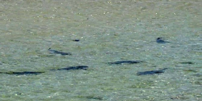 Kawanan Hiu Setiap Tahun Bergerombol Di Pantai Pulau