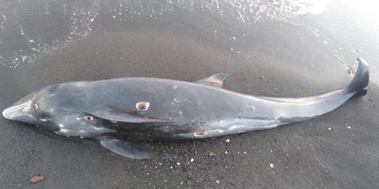 Paus Pilot Seberat 100 Kg Ditemukan Mati di Pantai Penimbangan Bali
