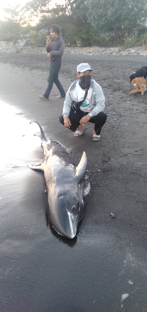 bangkai paus pilot di pantai bali