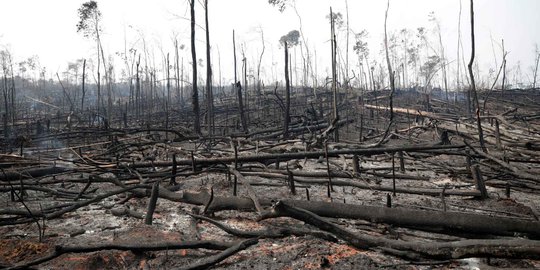 Penampakan dari Dekat Hutan Amazon yang Hangus Terbakar