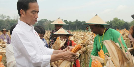 Produksi dan Kualitas Jagung Indonesia Disebut Tak Kalah Bagus Dengan Produk Impor