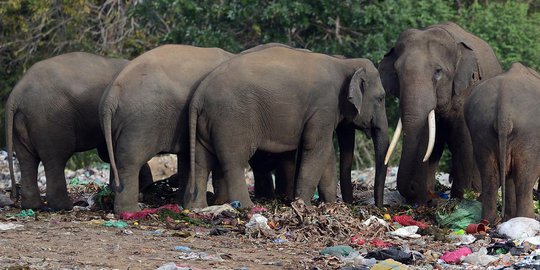 12 Gajah Liar Berkeliaran, Warga Nagan Raya Aceh Ketakutan