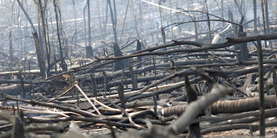Penjelasan Di Balik Penyebab Terbakarnya Hutan Amazon, Ulah Manusia?