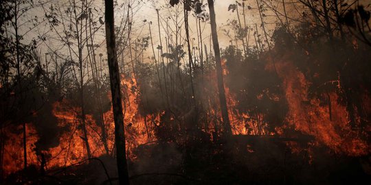 Pesawat Tempur Brasil Mulai Siramkan Air buat Padamkan Kebakaran Hutan Amazon