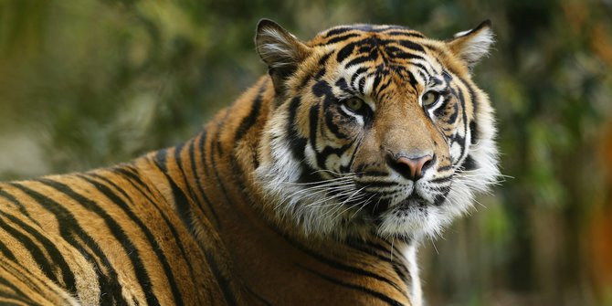 Seorang Pria Tewas Diterkam Harimau Sumatera di Hutan Indragiri Hilir