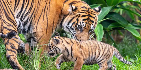 Lagi Asyik Mandi, Darmawan Tewas Diterkam Harimau