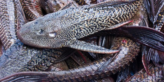 Ratusan Ikan Sapu Sapu Mati di  Sungai  Cileungsi Diduga 