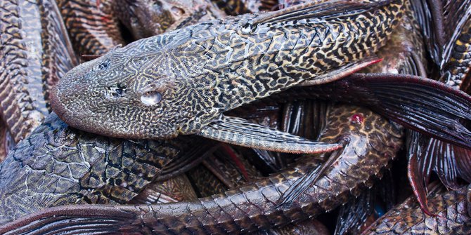 Ratusan Ikan Sapu-Sapu Mati di Sungai Cileungsi Diduga Keracunan Limbah