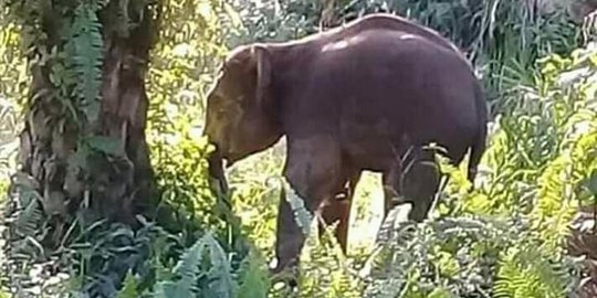 Taman Nasional Tesso Nilo Terbakar, Kawanan Gajah Sumatera Kabur ke Permukiman Warga
