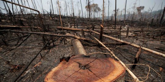Kebakaran Amazon, Presiden Brasil Larang Pembakaran Lahan Selama 60 Hari