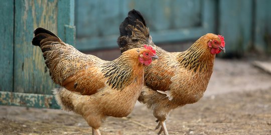Soal Ayam Impor dari Brasil, Kemendag Sebut Masyarakat Belum Tentu Mau Beli
