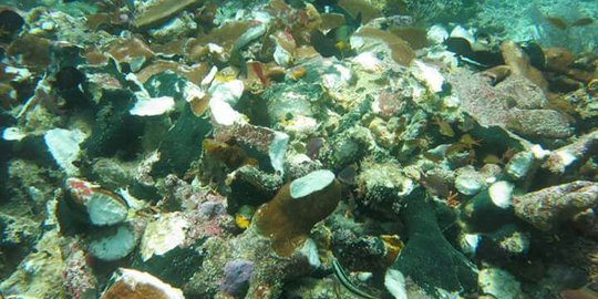 Terumbu Karang 1.700 Meter Persegi Dilaporkan Rusak, Ini kata Pengelola Karimunjawa