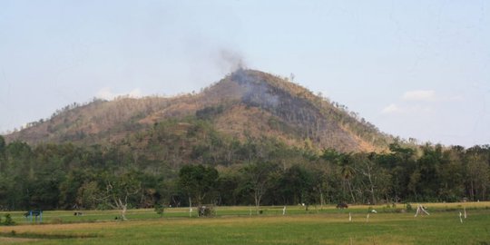 1,5 Hektare Hutan Jati di Trenggalek Terbakar