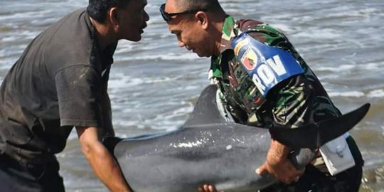 Aksi Heroik Anggota TNI Selamatkan Lumba-lumba Terdampar di Pantai Tulungagung