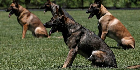 Ini Jenis Belgian Malinois, Anjing Brutal yang Bunuh ART di Cipayung