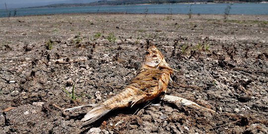 Penampakan Ikan Mati di Waduk Gajah Mungkur akibat Kemarau