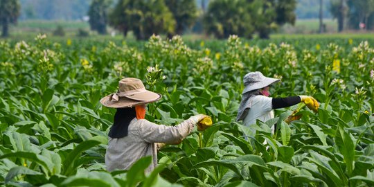 Indef Sarankan Pemerintah Tinjau Ulang Tata Cara Cukai Hasil Tembakau