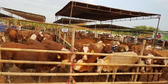 Kasus Pungli Penggemukan Sapi, Kejati Jateng Geledah Kantor Dinas Peternakan Blora