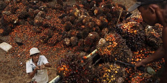 Uni Eropa: Kami Akan Terus Jadi Pangsa Ekspor Kelapa Sawit Terbesar Kedua Indonesia