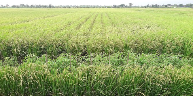 Diserang Hama Ulat, Ratusan Hektare Sawah di Garut Terancam Gagal Panen