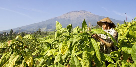 Indef: Industri Tembakau Harus Diatur Secara Adil