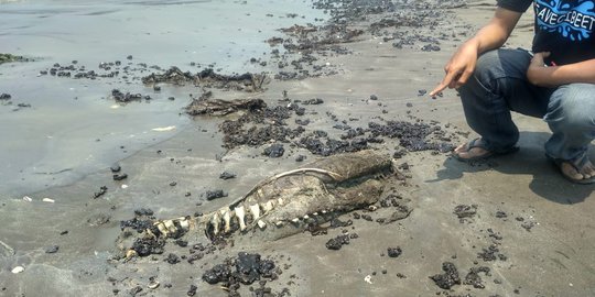 Lumba-Lumba di Pantai Pelangi Karawang Mati, Diduga Akibat Tumpahan Minyak