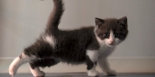 Menggemaskan Kucing Hasil Kloning Pertama di China