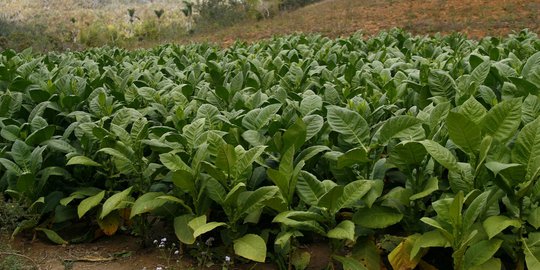 Petani Tembakau di NTB Bisa Merugi Akibat Peredaran Rokok Elektrik