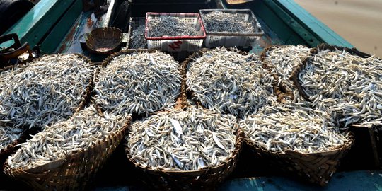 China Minati Produk Ikan Teri Asal Nusa Tenggara Timur