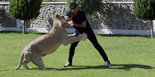 Leo, Singa di Irak yang Sering Bermain dengan Manusia