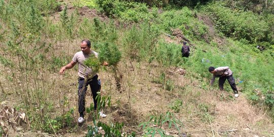 Polisi Temukan 5 Hektare Ladang Ganja di Perbukitan Mandailing Natal