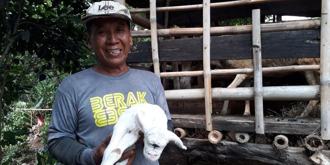 Unik, Anak Kambing Bermata Satu di Bogor Ini Doyan Teh Manis