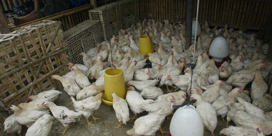 Usai Anjlok ke Rp8.000 per Kg, Harga Ayam di Tingkat Peternak Berangsur Naik