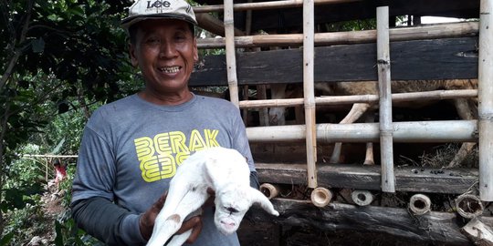 Kambing Mata Satu di Ciseeng Bogor Mati