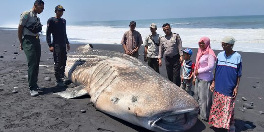 Terdampar di Pantai, Hiu Paus Hebohkan Warga Lumajang