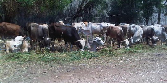 Dalam 9 Bulan, 90 Sapi di Mukomuko Ditemukan Mati Karena Penyakit Jembrana