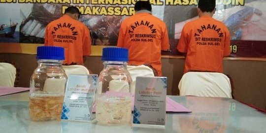 Pengiriman 19.253 Bayi Lobster Digagalkan di Bandara Sultan Hasanuddin