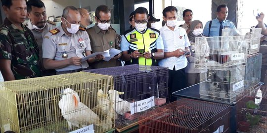 BBKP Surabaya Gagalkan Penyelundupan 74 Ekor Burung Senilai Rp1 Miliar
