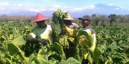 Genjot Industri Tembakau Alternatif, Asosiasi Dorong Pelaku Usaha Gandeng Petani