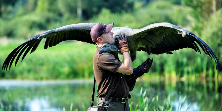 Foto Potret Persahabatan Manusia Dan Burung Pemangsa Terbesar Di Dunia Merdeka Com