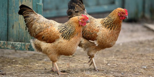 Kementan Berikan 50 Ayam, 150 Kg Pakan dan Kandang pada 569 Rumah Tangga Miskin