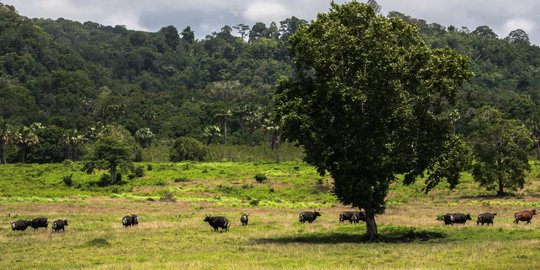 170 Peserta Dalam dan Luar Negeri Siap Ikuti Savana Duathlon di Alas Purwo Banyuwangi