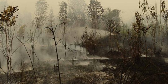 Polri Sebut Riau dan Jambi Dominasi Sumbang Karhutla