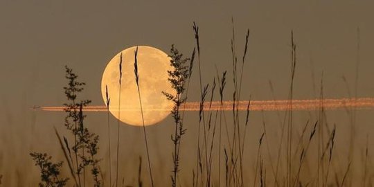 nama harvest moon