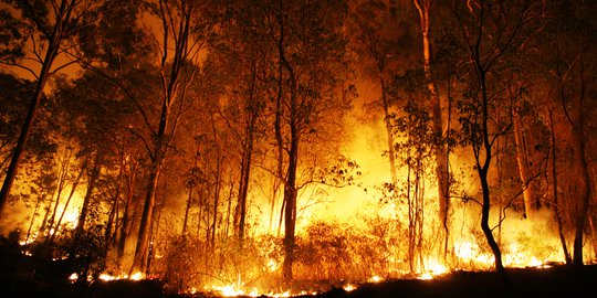 300 Hektare Lahan di Sukabumi Terbakar